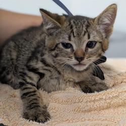 Shelter Stray Female Cat last seen , Camarillo, CA 93010
