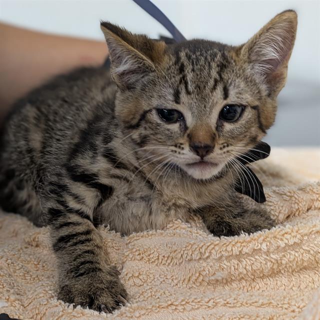 Shelter Stray Female Cat last seen , Camarillo, CA 93010