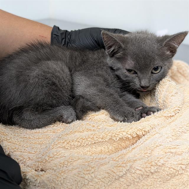 Shelter Stray Female Cat last seen , Camarillo, CA 93010