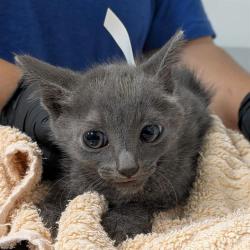 Shelter Stray Male Cat last seen , Camarillo, CA 93010