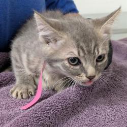 Shelter Stray Female Cat last seen , Camarillo, CA 93010