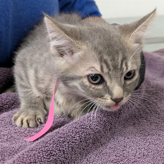 Shelter Stray Female Cat last seen , Camarillo, CA 93010
