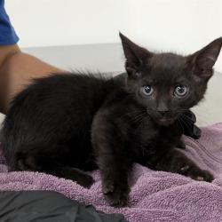 Shelter Stray Male Cat last seen , Camarillo, CA 93010