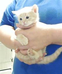 Shelter Stray Male Cat last seen Near BLOCK PERSIMMON RD, HOPE MILLS NC 28348, Fayetteville, NC 28306