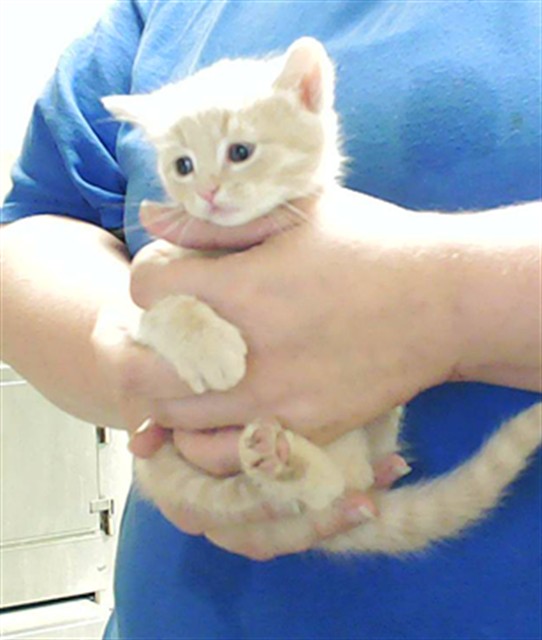 Shelter Stray Male Cat last seen Near BLOCK PERSIMMON RD, HOPE MILLS NC 28348, Fayetteville, NC 28306