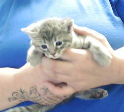 Shelter Stray Male Cat last seen Near BLOCK PERSIMMON RD, HOPE MILLS NC 28348, Fayetteville, NC 28306