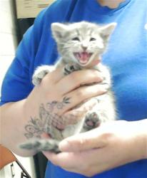 Shelter Stray Female Cat last seen Near BLOCK PERSIMMON RD, HOPE MILLS NC 28348, Fayetteville, NC 28306