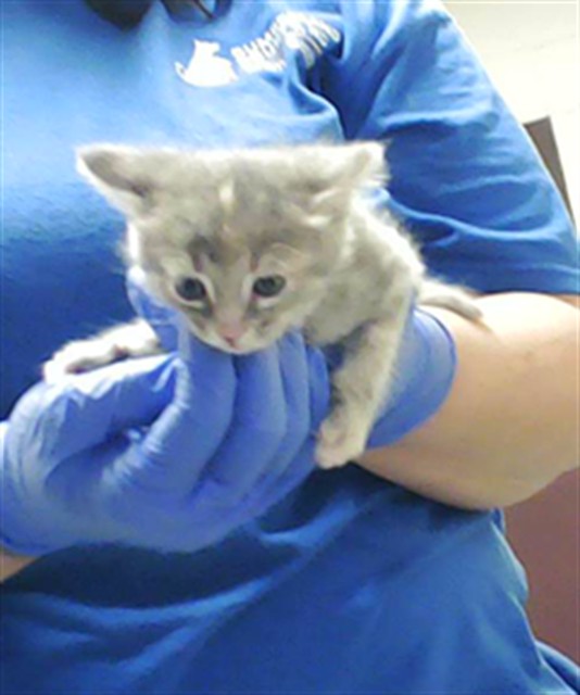 Shelter Stray Female Cat last seen Near BLOCK PERSIMMON RD, HOPE MILLS NC 28348, Fayetteville, NC 28306