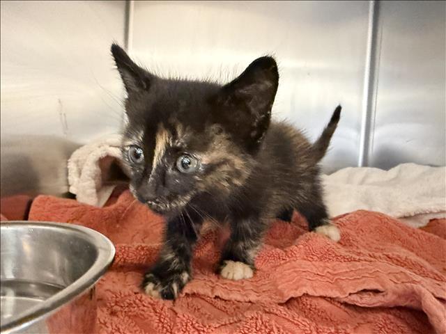 Shelter Stray Female Cat last seen , San Pedro, CA 90731