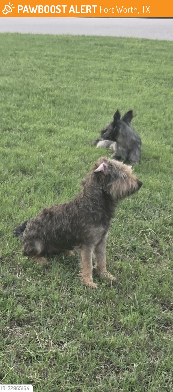 Found/Stray Unknown Dog last seen Kilpatrick and Prevost street, headed into alley on prevost, Fort Worth, TX 76107