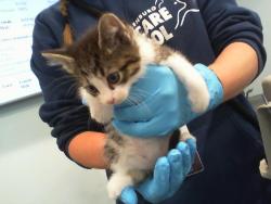 Shelter Stray Female Cat last seen CHARLOTTE, Charlotte, NC 28217