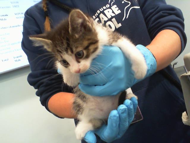 Shelter Stray Female Cat last seen CHARLOTTE, Charlotte, NC 28217