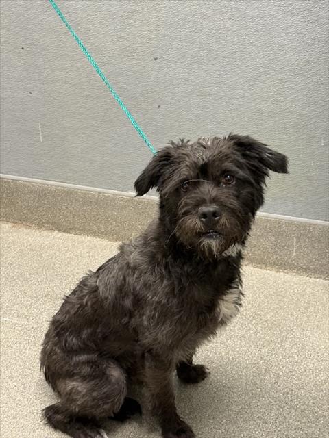 Shelter Stray Male Dog last seen CORBETT ST & BRADLEY RD, Las Vegas, NV 89101