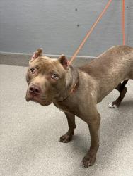 Shelter Stray Female Dog last seen W CHEYENNE AVE & N RAMPART BLVD, Las Vegas, NV 89101