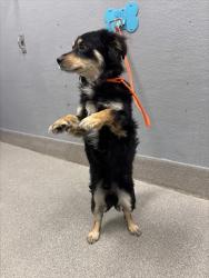 Shelter Stray Male Dog last seen E SUNSET RD & S EASTERN AVE, Las Vegas, NV 89101