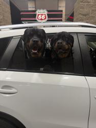 Lost Male Dog last seen Lake worth , Fort Worth, TX 76135
