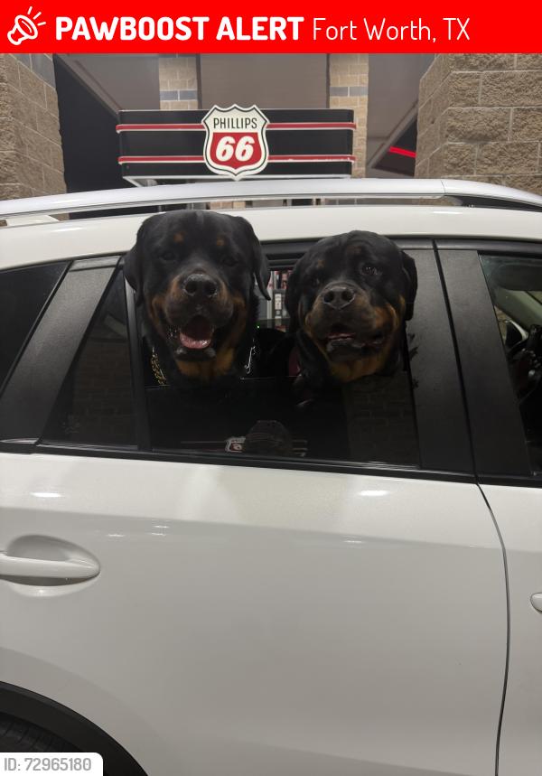 Lost Male Dog last seen Lake worth , Fort Worth, TX 76135