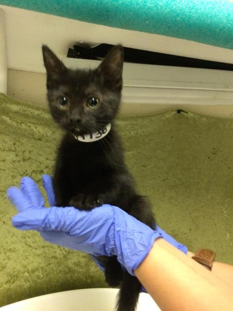 Shelter Stray Female Cat last seen Near BLOCK PACIFIC AVE, JURUPA VALLEY, CA, Jurupa Valley, CA 92509