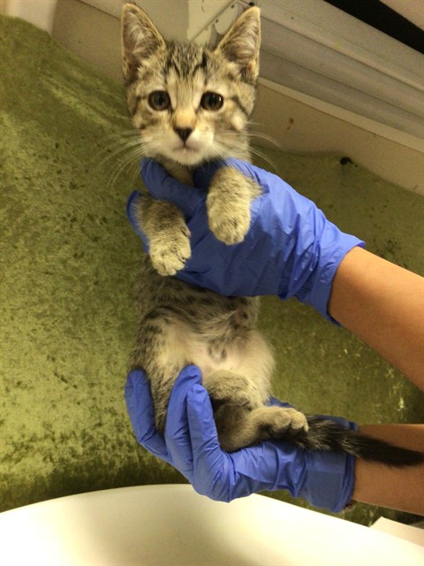 Shelter Stray Female Cat last seen Near BLOCK PACIFIC AVE, JURUPA VALLEY, CA, Jurupa Valley, CA 92509