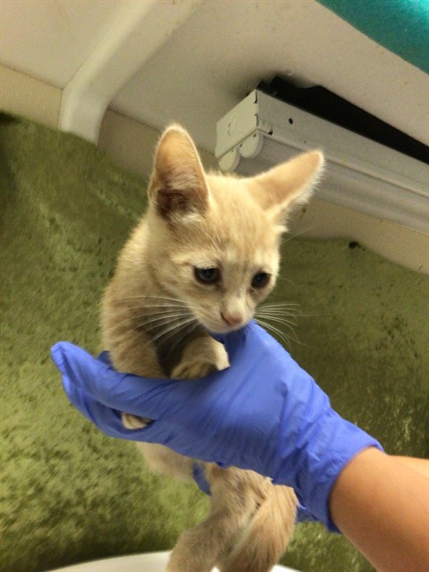 Shelter Stray Male Cat last seen Near BLOCK PACIFIC AVE, JURUPA VALLEY, CA, Jurupa Valley, CA 92509