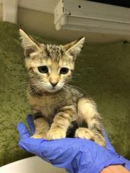 Shelter Stray Female Cat last seen Near BLOCK PACIFIC AVE, JURUPA VALLEY, CA, Jurupa Valley, CA 92509