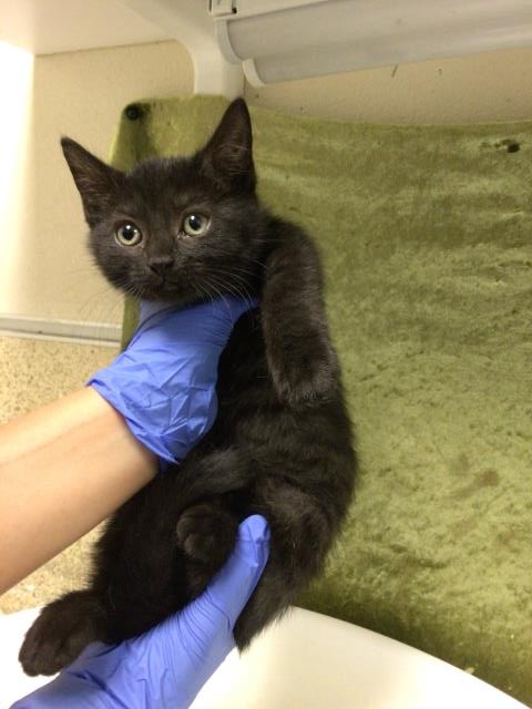 Shelter Stray Female Cat last seen Near BLOCK PACIFIC AVE, JURUPA VALLEY, CA, Jurupa Valley, CA 92509