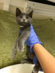 Shelter Stray Male Cat last seen Near BLOCK PACIFIC AVE, JURUPA VALLEY, CA, Jurupa Valley, CA 92509