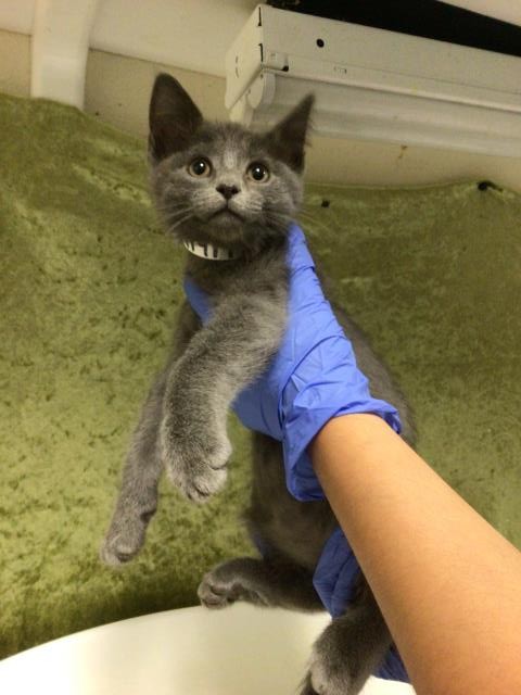 Shelter Stray Male Cat last seen Near BLOCK PACIFIC AVE, JURUPA VALLEY, CA, Jurupa Valley, CA 92509