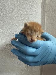 Shelter Stray Male Cat last seen N BEECHWOOD AVE & W LA GLORIA DR, RIALTO, CA, 92377, San Bernardino, CA 92401