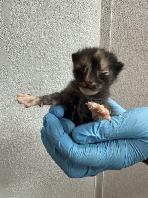 Shelter Stray Female Cat last seen N BEECHWOOD AVE & W LA GLORIA DR, RIALTO, CA, 92377, San Bernardino, CA 92401