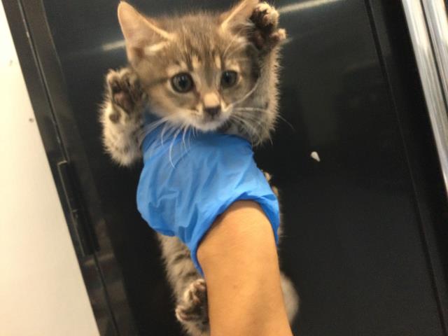 Shelter Stray Male Cat last seen Near BLOCK LONGFELLOW CT, Thousand Palms, CA 92276