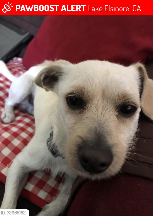 Lost Male Dog last seen Lakeshore Dr., Lake Elsinore, CA 92530