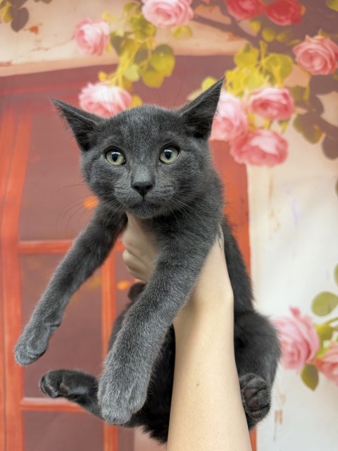 Shelter Stray Male Cat last seen MERRILL X PALMETTO, San Bernardino, CA 92401