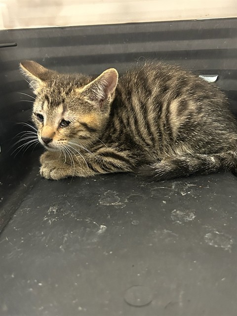Shelter Stray Male Cat last seen Near BLOCK PEARL ST, Brighton, CO 80601