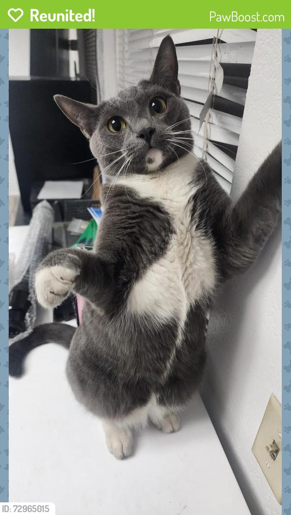 Reunited Male Cat last seen Civic Center Dr and Coolidge Ave., National City, CA 91950