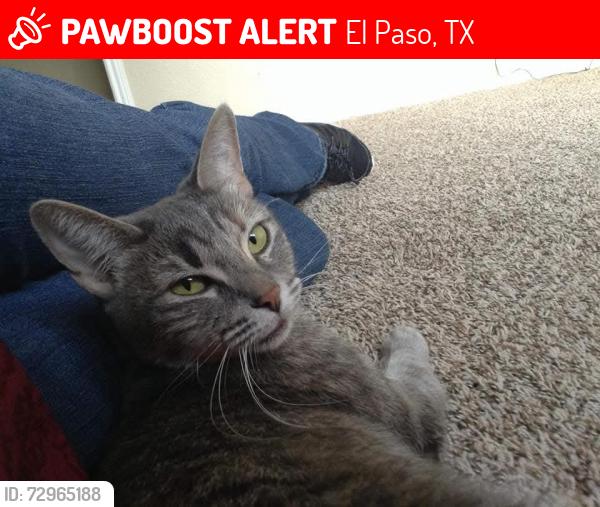 Lost Female Cat last seen Carlos bombach park , El Paso, TX 79938