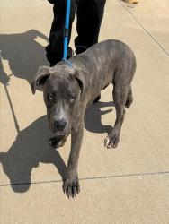 Shelter Stray Male Dog last seen Near BLOCK S 35TH ST, Watterson Park, KY 40218