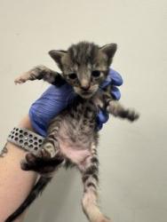 Shelter Stray Female Cat last seen Near BLOCK FAIRWAY HIGHS BLVD, Doral, FL 33122