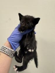 Shelter Stray Male Cat last seen Near BLOCK FAIRWAY HIGHS BLVD, Doral, FL 33122