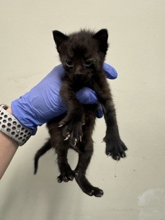 Shelter Stray Male Cat last seen Near BLOCK FAIRWAY HIGHS BLVD, Doral, FL 33122