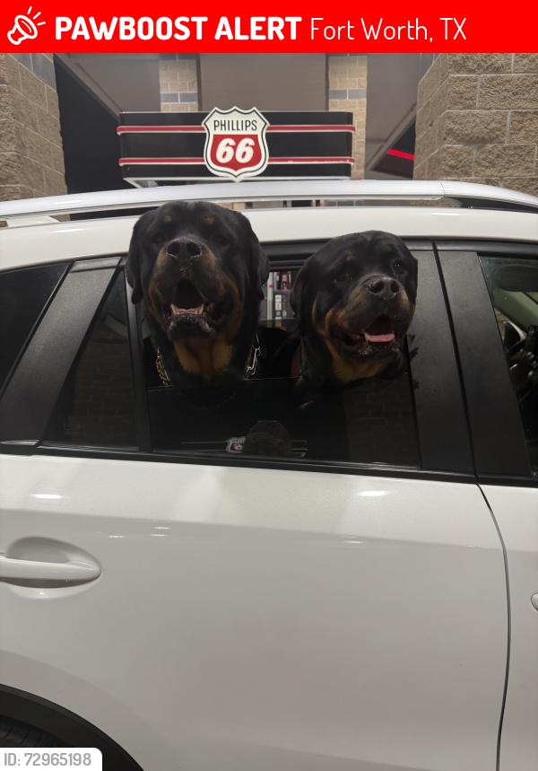 Lost Male Dog last seen Lake worth , Fort Worth, TX 76135