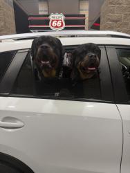 Lost Male Dog last seen Lake worth , Fort Worth, TX 76135