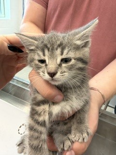 Shelter Stray Female Cat last seen SWEPSONVILLE, Green Level, NC 27217