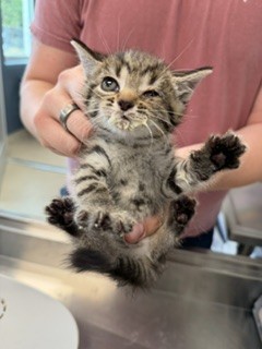 Shelter Stray Male Cat last seen SWEPSONVILLE, Green Level, NC 27217