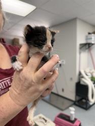 Shelter Stray Female Cat last seen , Bakersfield, CA 93307