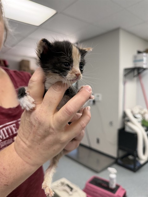 Shelter Stray Female Cat last seen , Bakersfield, CA 93307