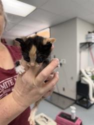 Shelter Stray Female Cat last seen , Bakersfield, CA 93307