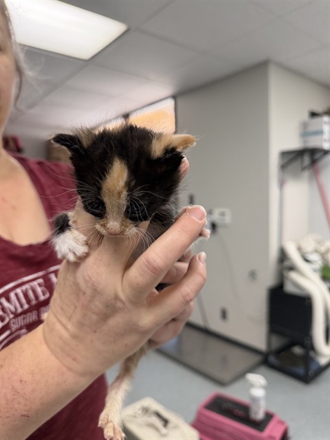 Shelter Stray Female Cat last seen , Bakersfield, CA 93307