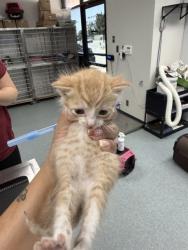 Shelter Stray Male Cat last seen , Bakersfield, CA 93307