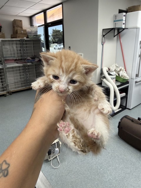 Shelter Stray Male Cat last seen , Bakersfield, CA 93307